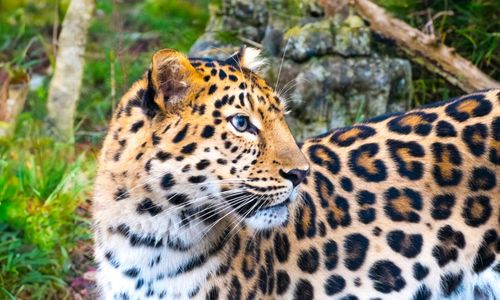 Leopard at Jawai Rocky Hills
